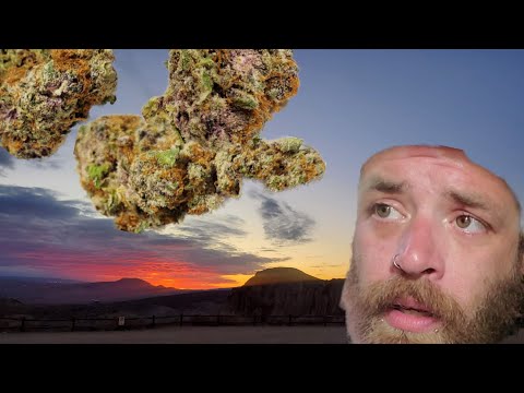 Stiiizy Sunset Sherbert strain review