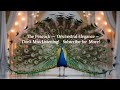 The Peacock Orchestral Elegance Majestic Music You Can T Miss