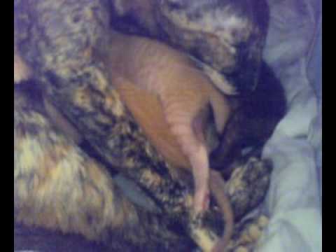 Cardozo's Carina , a  proud and happy mama