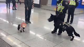 Korone dog vs police dog | Animal hololive