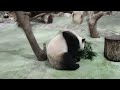 20230903 幫圓寶打食贊聲聲援，雖然一開始揮棒落空，但幾經挑戰終於成功  The Giant Panda Yuan Bao