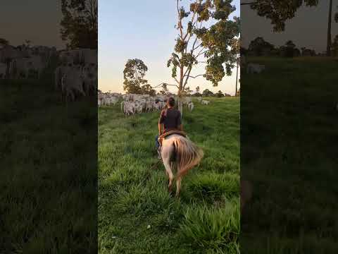 fazenda top em sena Madureira acre