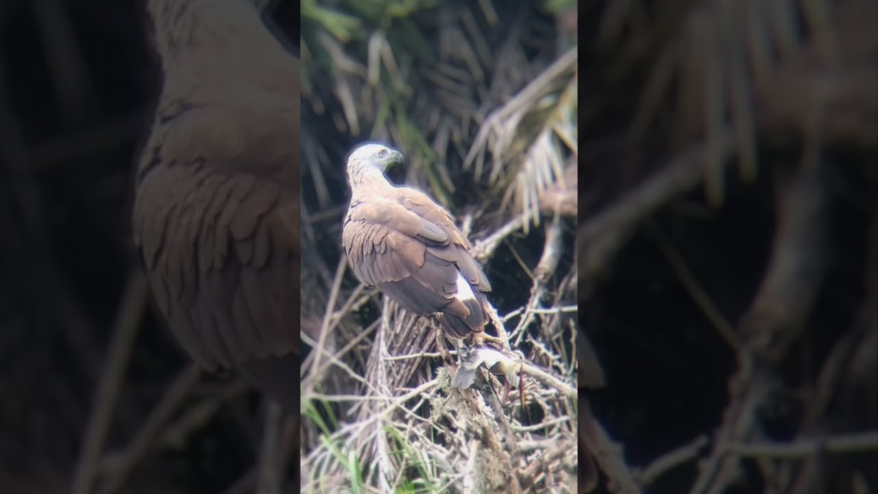 YouTube Short thumbnail