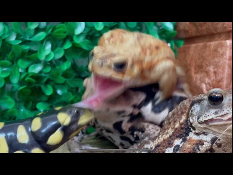 This is the battlefield！A sniper toad aiming from above. Miyako toad,Tiger salamander,Azuma toda