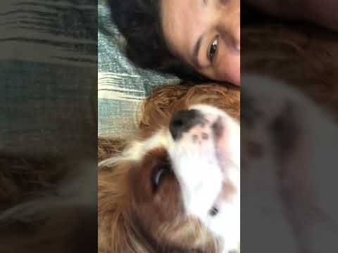 Cavalier reaches Nirvana