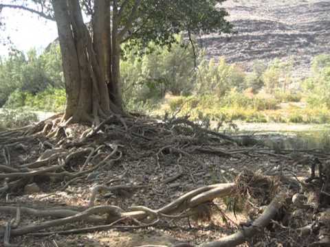 Wild cape baboon in a fig tree