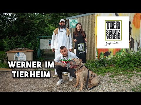WERNER ZU BESUCH IM TIERHEIM