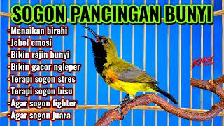 Download lagu Sogon pancingan bunyi‼️ Menaikan birahi jebol emosi gacor fighter mp3 Download lagu Sogon pancingan bunyi‼️ Menaikan birahi jebol emosi gacor fighter mp3