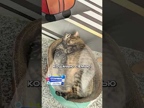 Японцы Взяли КОШАЧЬЮ Семью на Работу