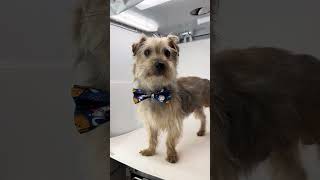 Video preview image #1 Mutt Puppy For Sale in Benton, LA, USA