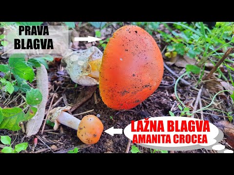 PRAVA BLAGVA & LAŽNA BLAGVA - Amanita crocea - Otrovna u sirovom stanju
