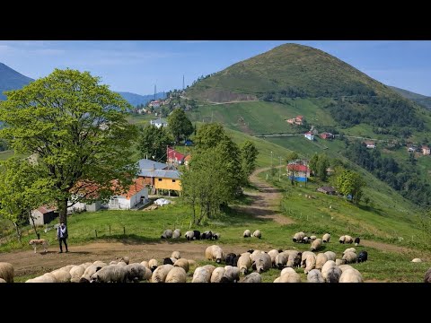 Artvin Villages: Turkey’s Hidden Green Paradise Where Life Still Follows Nature.