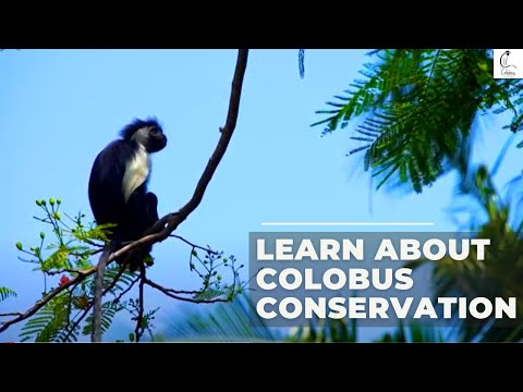 Help Save Primates and their Habitat