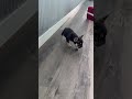 French Bulldog dogs for sale: Cole - Video 1