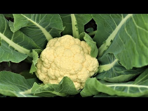 , title : 'How to grow cauliflower/loose cauliflower, from seed to flower'
