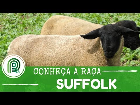 , title : 'Conheça a história da raça de ovelha suffolk'