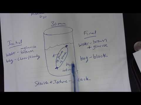 Dialysis Tube Experiment