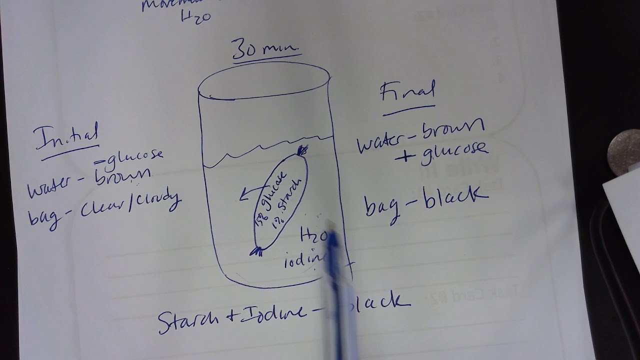 Dialysis Tube Experiment