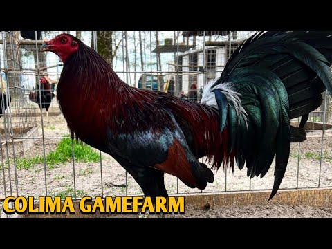 Leiper Cowan Kelso - COLIMA FARM