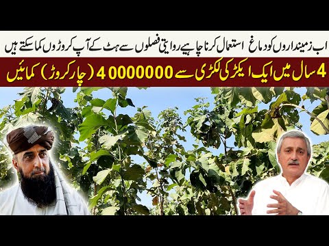 sagwan tree farming in Pakistan | tree farming in Pakistan | who to grow trees in Pakistan | sagwan