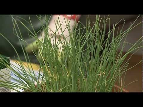 download lagu mp3 mp4 Erba Cipollina, download lagu Erba Cipollina gratis, unduh video klip Erba Cipollina
