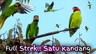 Download lagu Burung Betet Antri Hinggap di Pohon Tajur Pulut Lidi mp3