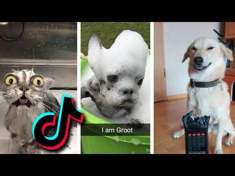😂 Funniest TIKTOk Dogs and TIKTOK Cats 😹 - Try Not To Laugh with TikTok Animals 2020 | Pets Keen