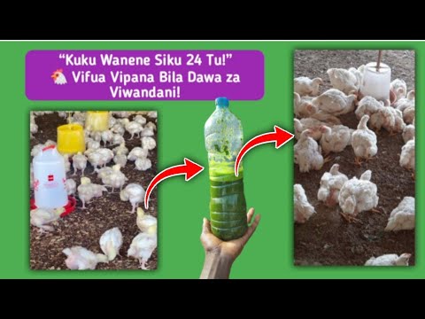 🐔 Siri ya Kufuga Broiler Wenye Vifua Vipana Ndani ya Siku 24 — Kuku Wanene Haraka Bila Madawa