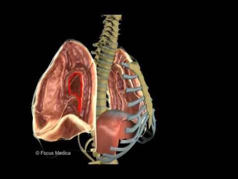 Lungs pleura pleural cavity pleural recesses –Lungs