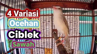 Download lagu Ocehan Ciblek Sawah Empat Variasi mp3