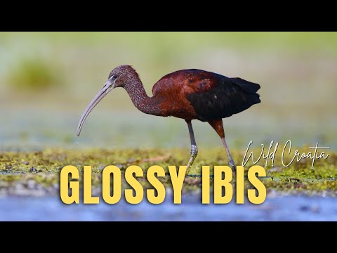 Ibis tmavý (Plegadis falcinellus) — Glossy Ibis v močiari