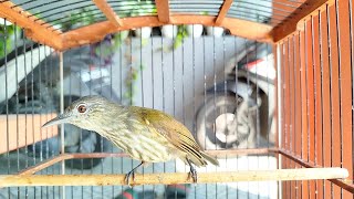 Download lagu SUARA CUCAK RAWIS BETINA GACOR PALING AMPUH BUAT PANCINGAN‼️ mp3 Download lagu SUARA CUCAK RAWIS BETINA GACOR PALING AMPUH BUAT PANCINGAN‼️ mp3