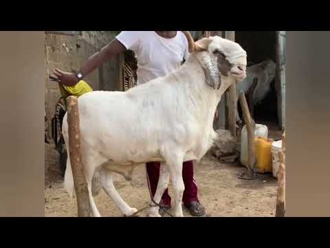 Tabaski 2025 : Le choix des plus beaux moutons....The Selection of the Most Beautiful Sheep
