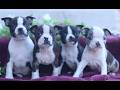 Boston Terrier dogs for sale: Mavis  - Video 1
