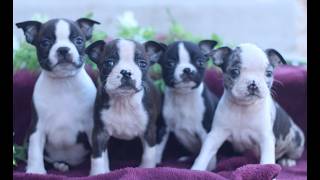 Video preview image #1 Boston Terrier Puppy For Sale in PORT ROYAL, PA, USA