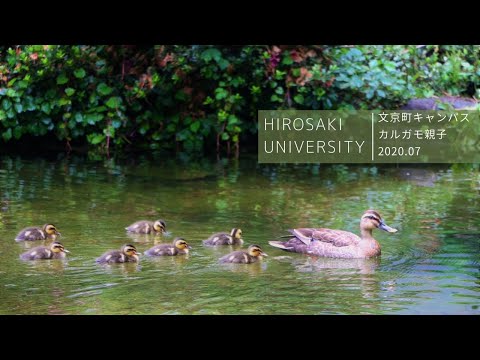 弘前大学　初夏2020～カルガモ親子～