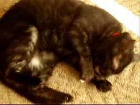 taboo and catnip mouse