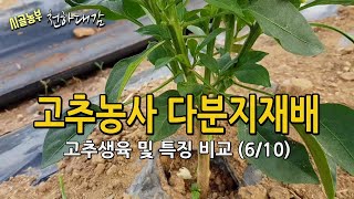 고추농사 다분지재배 생육 및 특징 / 성장도 빠르고 꽃도 많다!