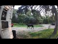Runaway Bull Shuts Down NY Highway Still On The Loose