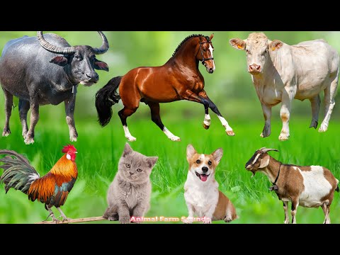 Learn About Farm Animals: Cow, Dog, Chicken, Duck, Pig, Sheep, Goat – Animal Videos