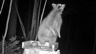We put a Trail Camera on our Bird Feeder: Episode 1