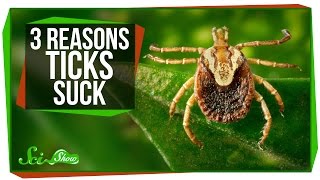3 Reasons Why Ticks Suck