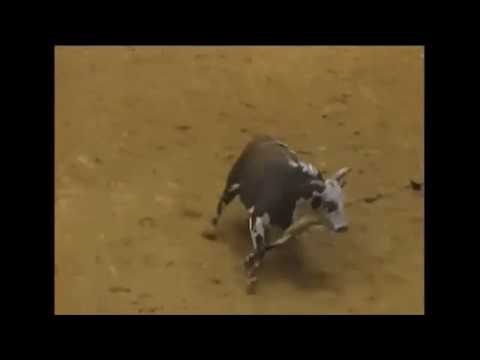 Hollywood bucks Brian Herman - 99 PBR Tampa