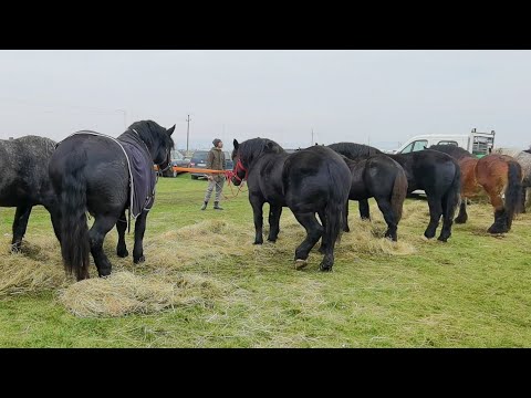 Caii lui Anghel de la Bulgăruș - Timiș 2022