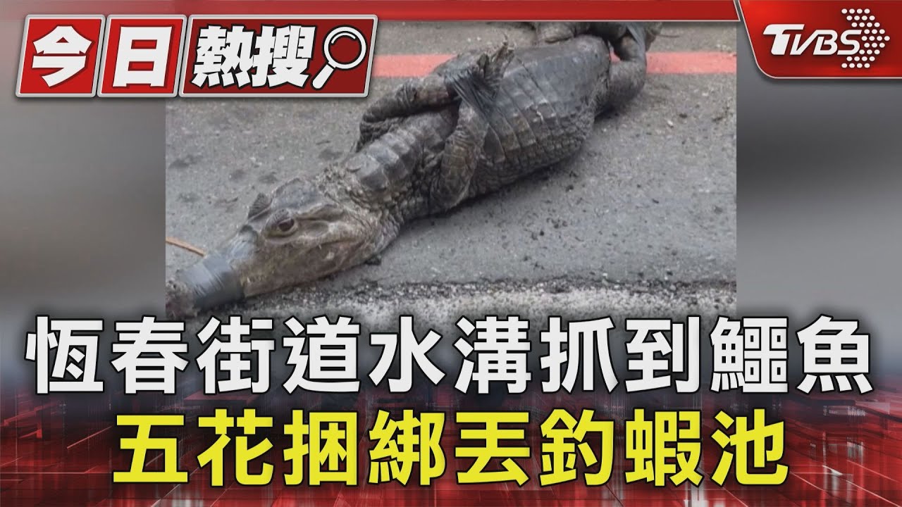 恆春街道水溝抓到鱷魚　五花捆綁丟釣蝦池　員工幫洗澎澎