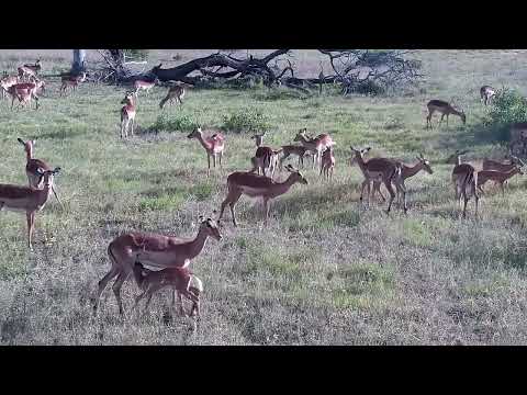 Djuma: Impalas and then Hippo - 16:47 - 12/09/2022