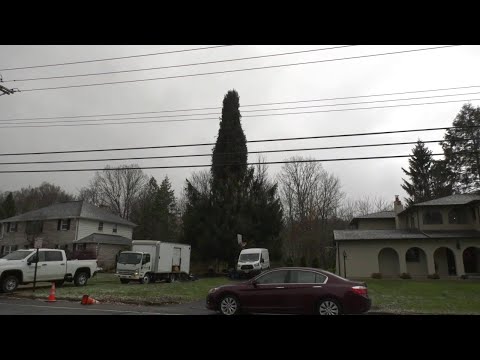 NYC Rockefeller Center’s 2023 Christmas Tree Preparations