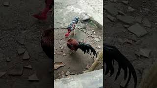 Download lagu LIVE BUKA BAJU #shortvideo #trending #viral #BUKABAJU #viral #short mp3 Download lagu LIVE BUKA BAJU #shortvideo #trending #viral #BUKABAJU #viral #short mp3