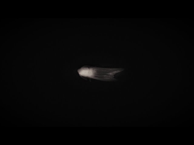 The Metamorphosis - Trailer