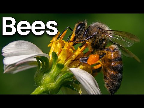 All about Bees for Kids: Bees Facts and Information for Children
